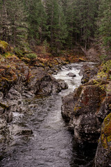 stream in the forest