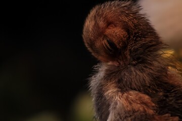 Cute brown chicken chick preening its feathers against a blurred background