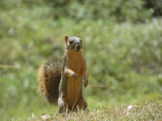 Selective of a fox squirrel (Sciurus niger) in a park