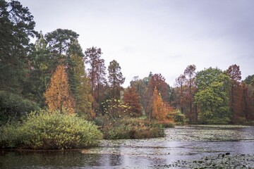 Obraz premium Beautiful autumn landscape of a lake and colorful trees at Bedgebury Pinetum in Kent, UK