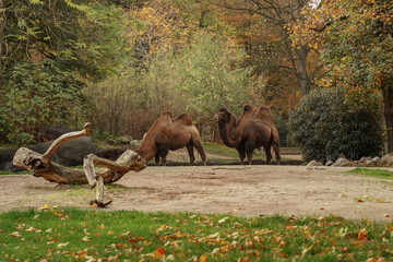 Two brown old camels walk and eat in the autumn national park. Majestic camels in the zoo. Conservation of rare and endangered species of animals