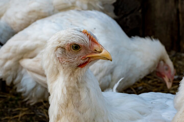 Chicken, chicken in the yard of the chicken coop. Farmers day.