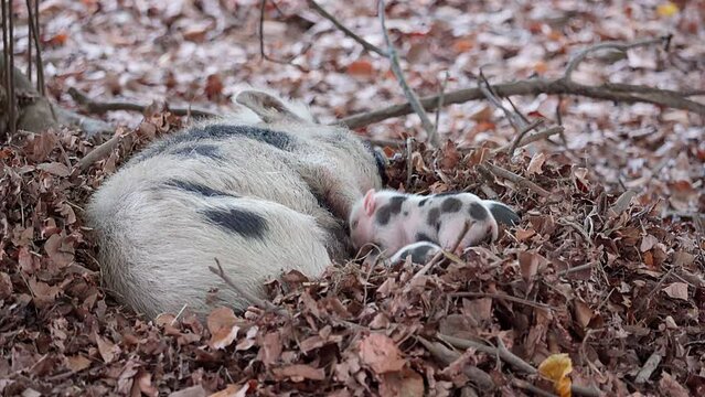 A mother Pot-bellied Pig lies in its nest and suckles it's piglets