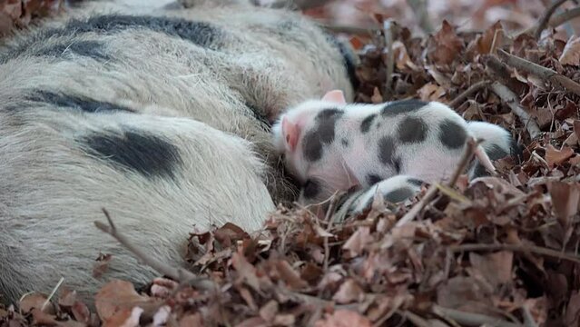 A mother Pot-bellied Pig lies in its nest and suckles it's piglets