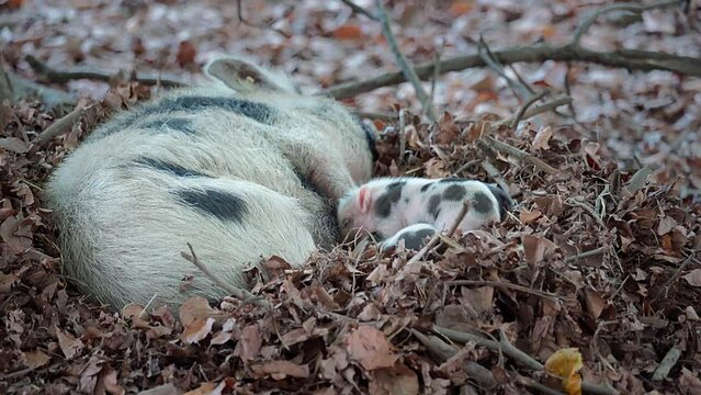 A mother Pot-bellied Pig lies in its nest and suckles it's piglets