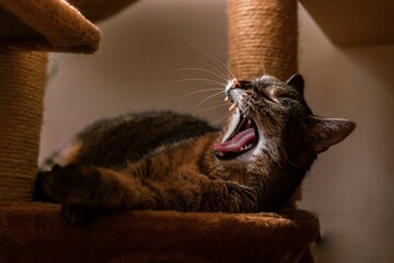Closeup view of a cute little cat with long whiskers lying and yawning