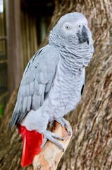 Vertical closeup of a gray parrot perched on a tree branch in a zoo