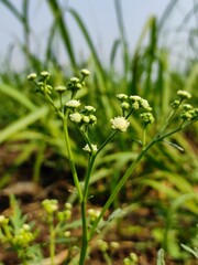 Vertical shot of the blooming Yarrow plant