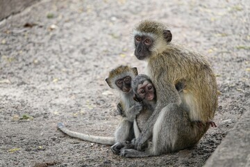 Closeup shot of a mother monkey hugging its babies