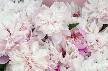 Background of peonies. Bouquet of beautiful flowers peonies. Red peonies close-up in beautiful art processing