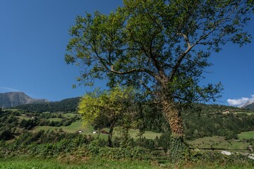 Scenic view of a large tree and a small one with lush green leaves in blue sky background