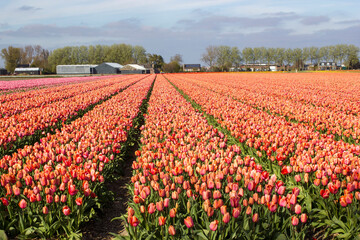tulip field in the Netherlands