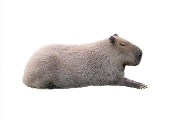 capybara isolated on white background