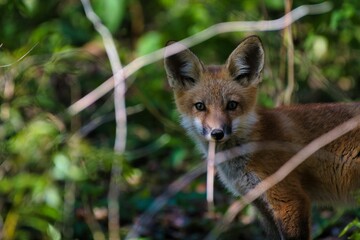 Red fox with brown eyes looking at camera