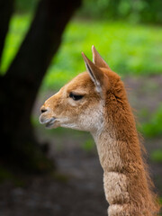 portrait of Vicuna. Vicugna Vicugna, relatives of the llama.