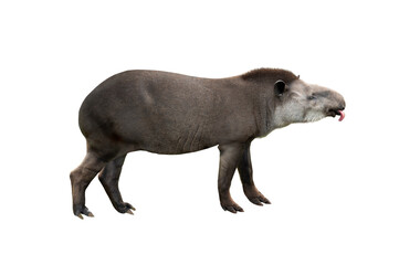  tapirus with its tongue hanging out on a white background
