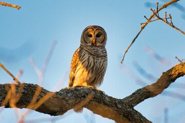 Closeup shot of an barred owl standing on the branch of a tree exposed to sunlight