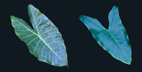 Isolated alocasia or elephant ear leaf with clipping paths.