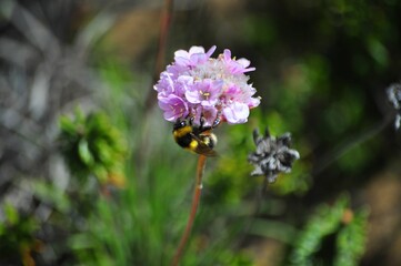 Closeup of bee sipping nectar from pink flower