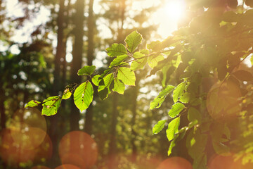 Baumblätter mit Sonnenstrahlen