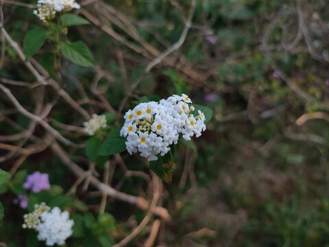 White lantana flowers in the forest.