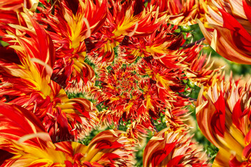 Closeup of dahlia striped vulcan background