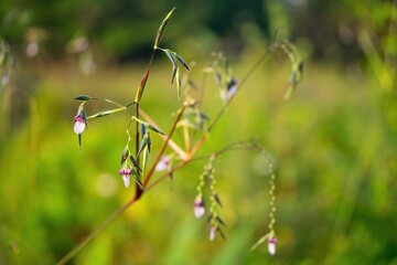 Selective focus shot of Thalia geniculata buds with blur green background