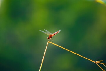 Shallow focus shot of Dragonfly standing on twig plant with blur background