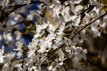 Cherry blossom flower in blooming with branch