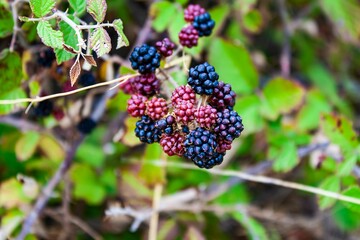 Closeup of blackberries growing on a green shrub in Dalmatia, Croatia