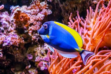 Closeup of Acanthurus leucosternon fish swimming in water