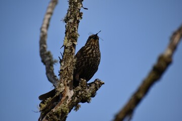 Red-winged blackbird perched on a tree branch.