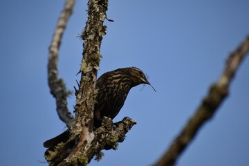 Red-winged blackbird perched on a tree branch.