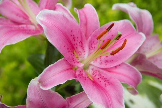 Close up photo of pink lily flower.