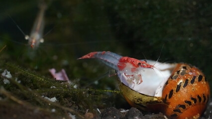 Neocaridina denticulata-Red and transparent on the snail | Red Rili Shrimp
