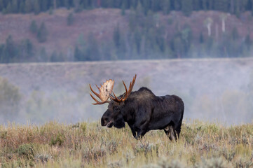 Bull Shiras Moose in Wyoming During the Fall Rut