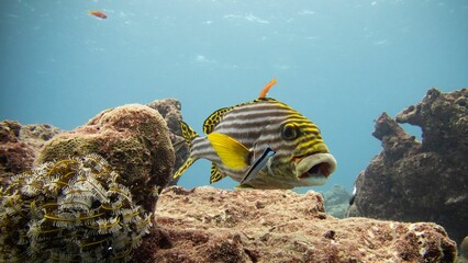 Underwater oriental sweetlips fish (Plectorhinchus vittatus) with corals in the background