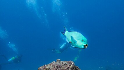 Fototapeta na wymiar Underwater blue Parrotfish (Scaridae) with scuba divers in the background