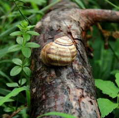 Closeup shot of a small snail (Gastropoda) hiding in the shell on the tree bark surrounded by plants