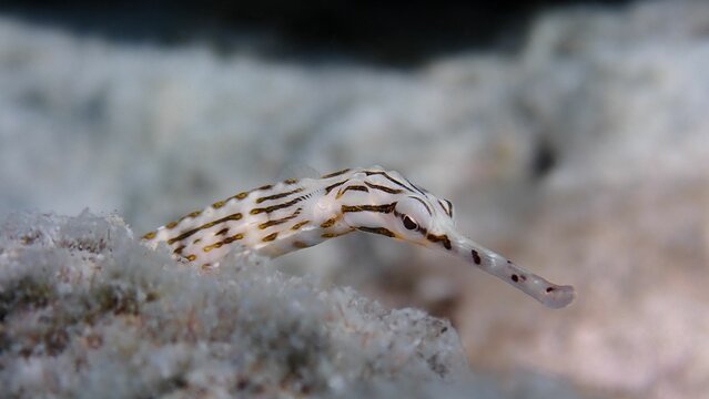 Closeup shot of an underwater pipefish (Syngnathinae) on the blurred sand background