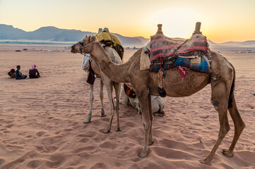 A view of camels standing in the early morning light at sunrise in the desert landscape in Wadi Rum, Jordan in summertime