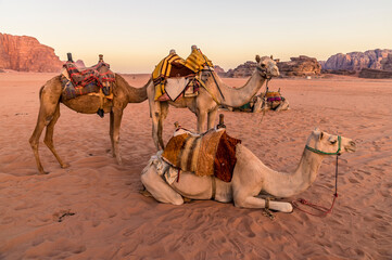 A view of a group of camels at sunrise in the desert landscape in Wadi Rum, Jordan in summertime
