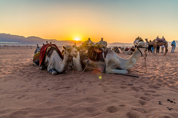 A view of a group of camels and travellers as the sun appears at sunrise in the desert landscape in...