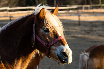 Horses grazing in a field near the paddock