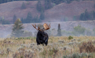 Bull Shiras Moose in Wyoming During the Fall Rut