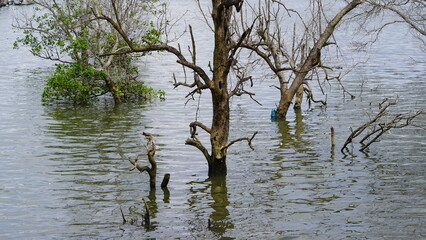 tree in the water