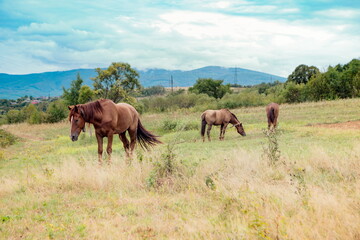 Horses graze near the mountain in the pasture in the early autum