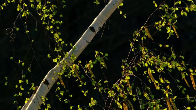 tree with green leaves shimmering against light in the fresh spring sunshine