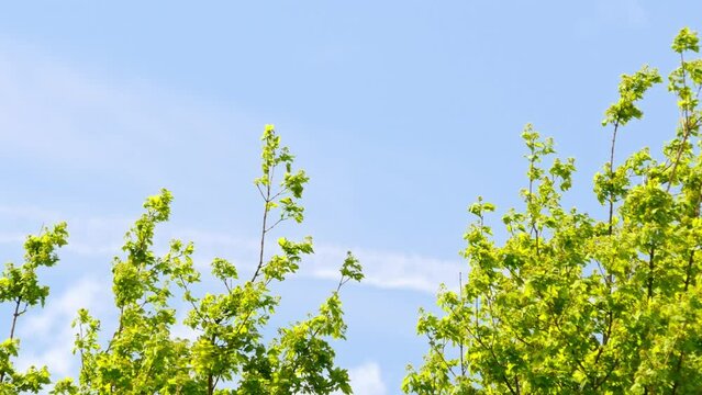 beautiful fresh green tree swaying with summer wind blue sky background