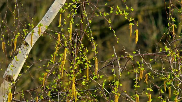 calm and fresh green tree waving on the beautiful spring wind